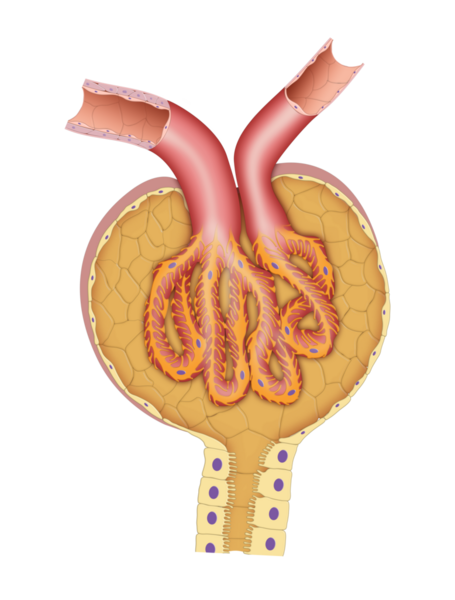 Nephron Bowman 'ın kapsül yapısı