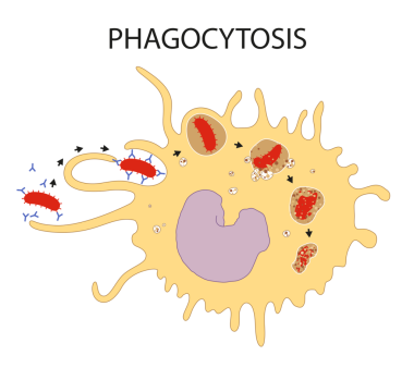 Phagocytosis 'in gösterimi: Mekanizma ve Adımlar
