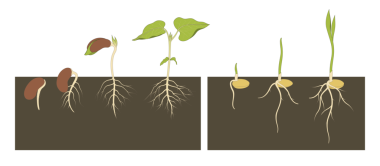 Fasulye ve buğday filizleri