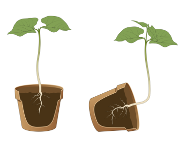 Pozitif ve negatif jeotropism (gravitropism, yerçekimi)