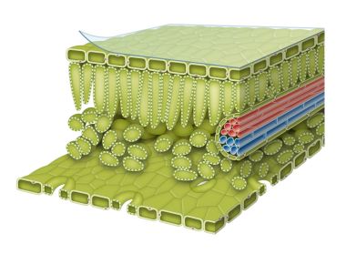 Yaprak Anatomisinin İllüstrasyonu
