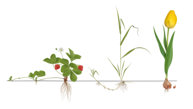 Çilek Bitkisi ve Kanepe Çim Üretimi