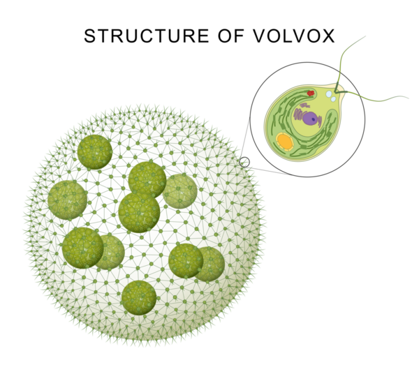 Volvox algae and somatic cell