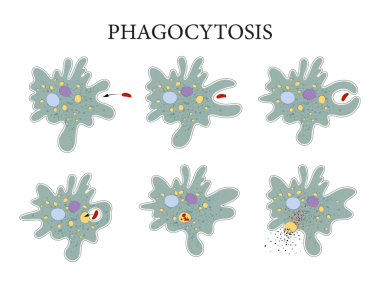 Amoeba 'da Beslenme Süreci.