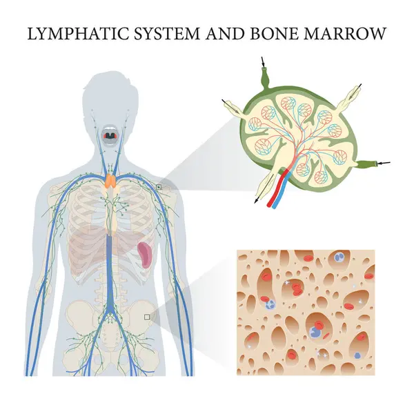 Lenfatik sistem ve kemik iliği