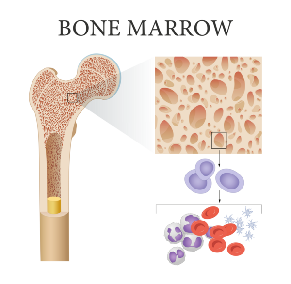 Kemik iliği ve kan şekli. 