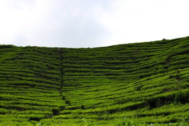 Endonezya çay tarlasında sabah güzel çay tarlası manzarası