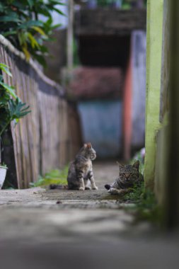 Uykulu kedi sabah bahçede yerde yatıyor.