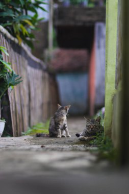 Uykulu kedi sabah bahçede yerde yatıyor.