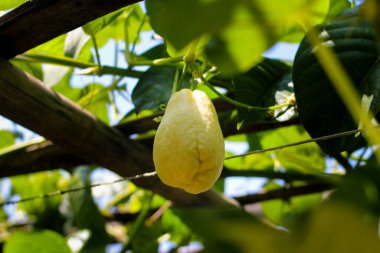 Beyaz Chayote kabağı bahçedeki ağaç dallarında yetişiyor. Beyaz Chayote kabağı aynı zamanda Mirliton, Choko ve chouchou olarak da bilinir..