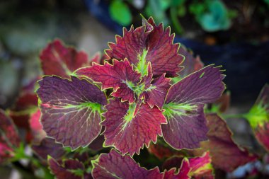 Yakından bakınca Coleus 'un arka bahçedeki yaprakları eğdiğini görüyoruz. Coleus bitkisi aynı zamanda Miana, iler veya Coleus atropurpureus olarak da bilinir..