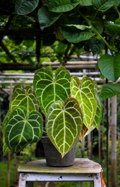 Arka bahçesinde bulanık arka planı olan kirli siyah tencerenin üzerinde Anthurium Kristallinum..