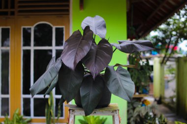 Philodendron Kraliyet Kraliçesi arka bahçesinde bulanık arka plan ile siyah çömlek üzerinde.