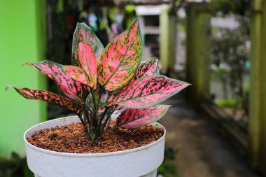 Aglaonema 'Benekli Yıldız' arka bahçede bulanık arkaplanlı beyaz tencere üzerinde.