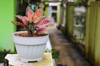 Aglaonema 'Benekli Yıldız' arka bahçede bulanık arkaplanlı beyaz tencere üzerinde.