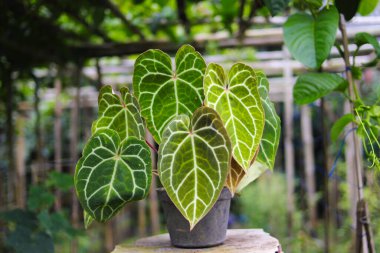 Arka bahçesinde bulanık arka planı olan kirli siyah tencerenin üzerinde Anthurium Kristallinum..