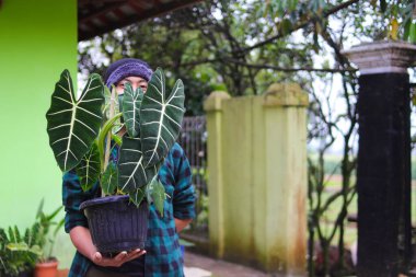 Alocasia bitkisini (Alocasia micholitziana Frydek) arka bahçede siyah tencerede tutan bereli ve fanila gömlekli genç Asyalı adam..