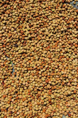 Bezelye tohumları güneşte kurutuluyor. Geleneksel bezelye filizleme süreci Endonezyalı yerel çiftçi tarafından güneşte kurutuluyor..