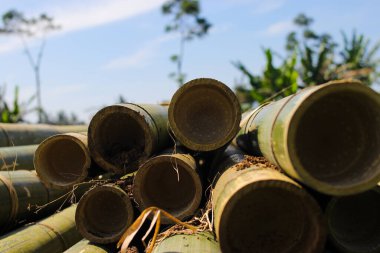 Endonezya geleneksel sera çatısı ve direk malzemesi için bambu kütükleri yığını.