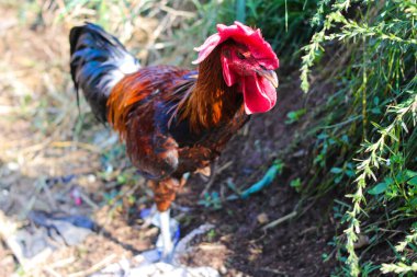 Pelung Chicken veya Ayam Pelung (Pelung long crower), Endonezya 'nın Cianjur kentinde yaşayan bir kümes hayvanı türüdür..