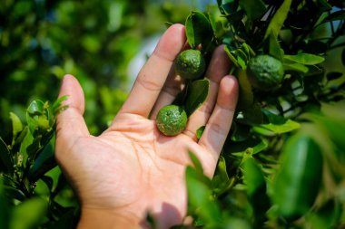 Bahçedeki ağaçta Lime ya da Limau (Citrus amblycarpa) ile el ele tutuşmak. Lime ya da Limau, Endonezya 'nın Batı Cava eyaletinde yer alan bir şehirdir..