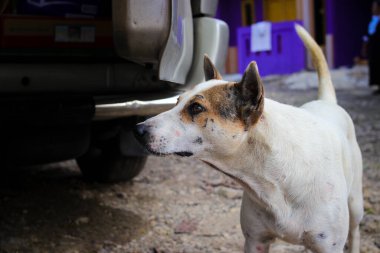 Endonezya 'nın kahverengi gözlü ve beyaz kürklü yerel köpeğinin yakın görüntüsü