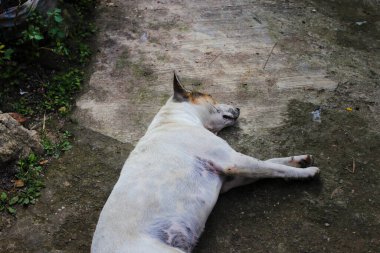 Endonezya 'nın kahverengi gözlü ve yerde yatan beyaz kürklü yerel köpeğinin yakın görüntüsü