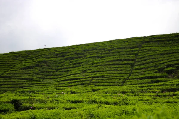 Linda Plantação Chá Terraço Paisagem Pela Manhã Indonésia Plantação Chá — Fotografia de Stock