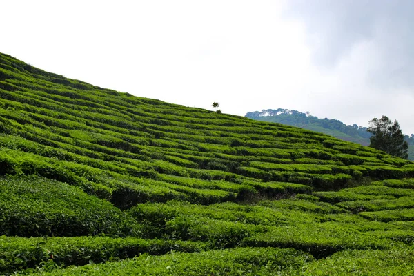 Krásný Čaj Plantáž Krajina Dopoledních Hodinách — Stock fotografie