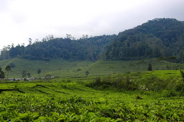 Piękny Krajobraz Plantacji Herbaty Rano — Zdjęcie stockowe