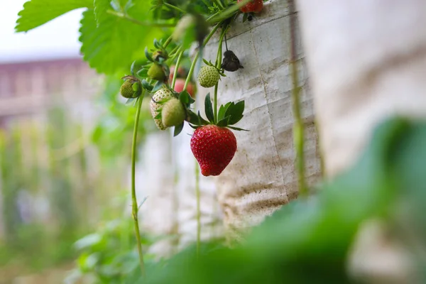 인도네시아 밭에서 딸기를 가까이 — 스톡 사진