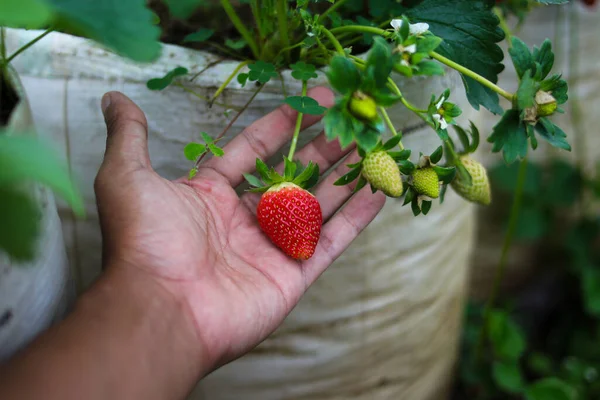 在印度尼西亚的草莓园手握新鲜成熟的有机草莓 — 图库照片