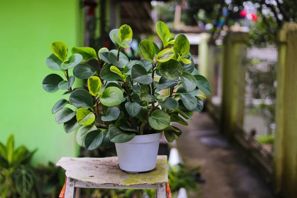 Yeşil peperomi bitkisi (Bebek Rubber Bitkisi, Peperomia Obtusifolia) arka bahçesinde bulanık arka plan ile beyaz tencereye.