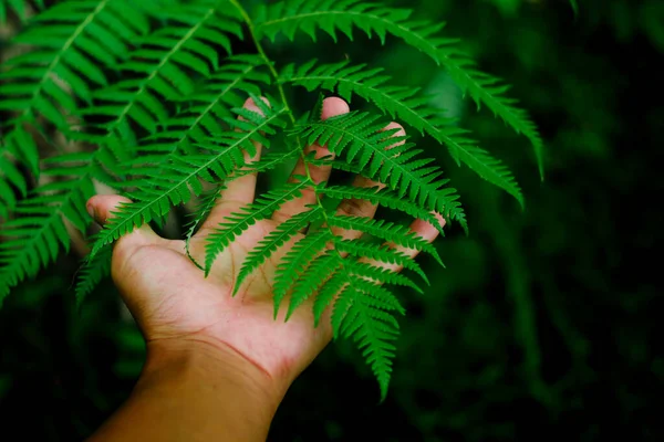 Hand Holding Fern Leaf Blurred Green Grass Background Indonesia Rainforest — Stock Photo, Image