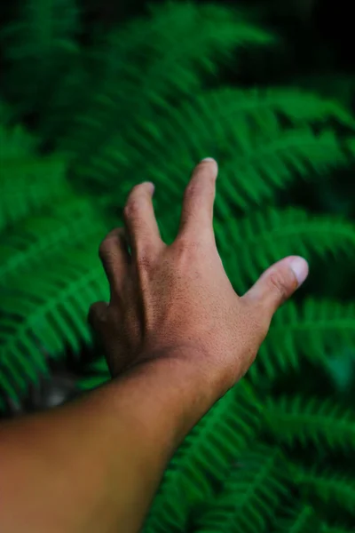 Hand Blurred Fern Leaves Background Indonesia Rainforest — Stock Photo, Image