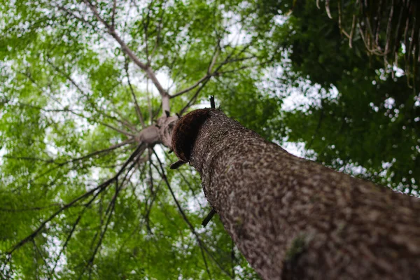 木の幹の角度が低く ブナの緑が森の中に残っています 木の背景 — ストック写真