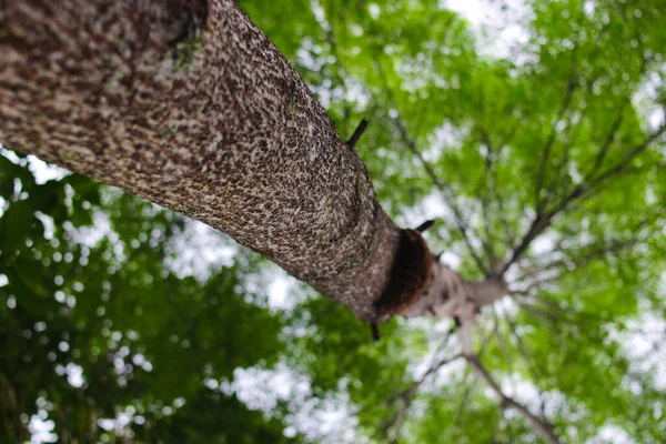 Низкий Угол Обзора Ствола Дерева Боке Зеленых Листьев Фона Лесу — стоковое фото
