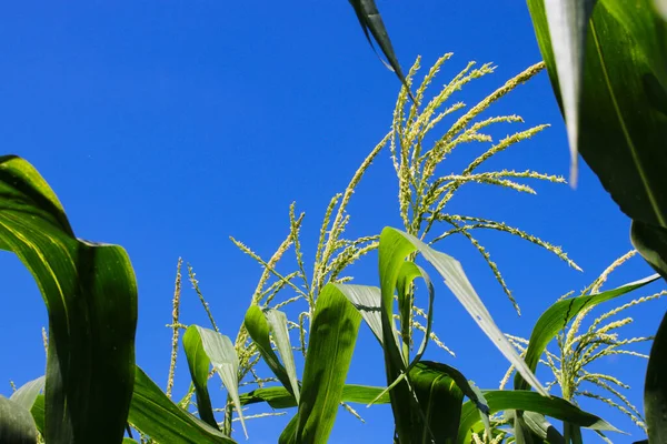 Kukoricavirág Virágzik Tiszta Kék Ellen Reggel Zöld Kukoricafán Mezőn — Stock Fotó