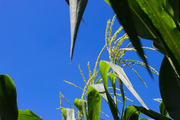 Kukoricavirág Virágzik Tiszta Kék Ellen Reggel Zöld Kukoricafán Mezőn — Stock Fotó