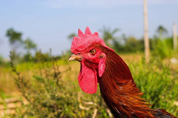 ペラン チキン ペラン チキン ペラン ロング クラウアー インドネシアの西ジャワ州チアンジュル出身の養鶏品種 — ストック写真