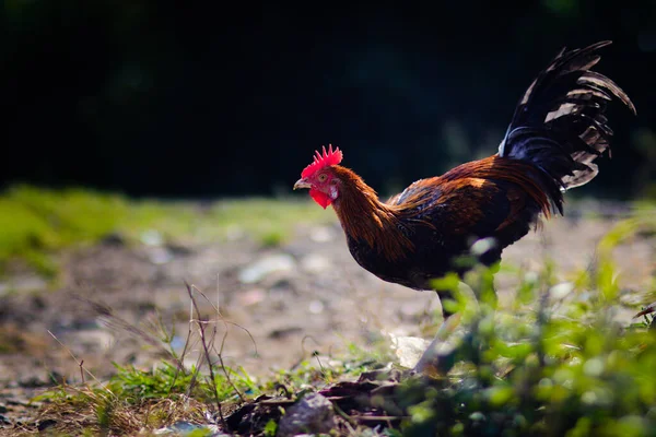 Pelung Chicken Ayam Pelung Cortador Longo Pelung Uma Raça Aves — Fotografia de Stock