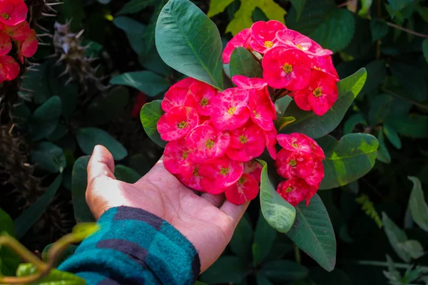 Kézen Fogva Egy Vörös Töviskorona Virágzik Kertben Korona Tövisnövény Ismert — Stock Fotó