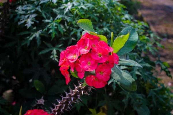 后院里盛开的荆棘植物红色冠冕的近景 荆棘制成的冠冕 又称荆棘冠 基督植物或基督刺 — 图库照片