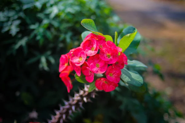 Close-up view of red crown of thorns plant with blurred background blooming in the backyard. Crown of thorns plant also known as crown-of-thorns, Christ plant, or Christ thorn.