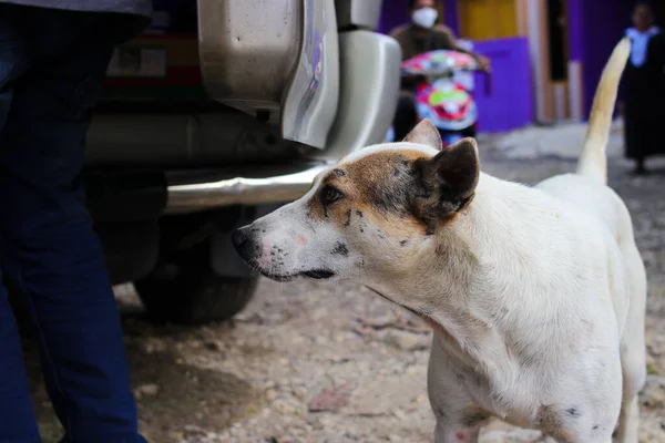 Nahaufnahme Eines Indonesischen Hundes Mit Braunen Augen Und Weißem Fell — Stockfoto