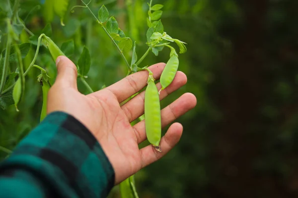 stock image Hand holding pea plant on tree are ready to harvest by Indonesia local farmer in the fields. Agriculture, vegetable, and organic farm concept background.