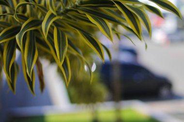 Song of India 'nın bahçedeki bitkisinin yakından görüntüsü. Dracaena reflexa, Hindistan 'ın şarkısı veya Jamaika' nın şarkısı olarak adlandırılan, Madagaskar, Mozambik, Mauritius 'a özgü bir ağaçtır..