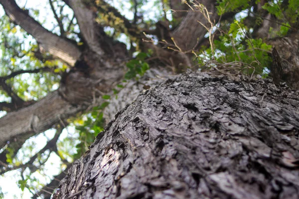 Alacsony Szög Kilátás Nagy Törzs Bokeh Zöld Levelek Háttér Erdőben — Stock Fotó