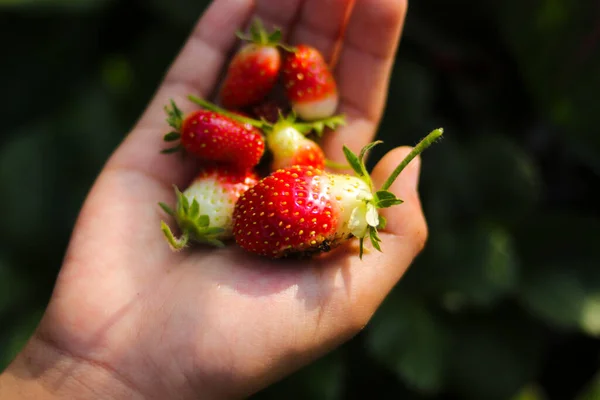 Hand Håller Grupp Dålig Kvalitet Jordgubbar Indonesien Strawberry Garden — Stockfoto
