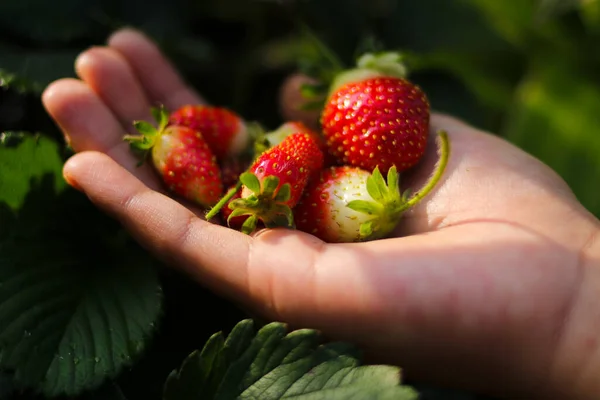 Mano Sosteniendo Grupo Mala Calidad Fresa Indonesia Strawberry Garden — Foto de Stock